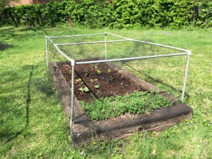 Installing the plant protector