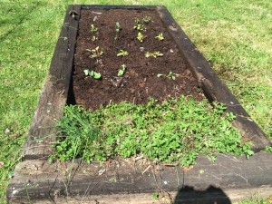 New plants and oregano and chives