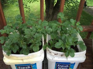 Potatoes in a bucket!