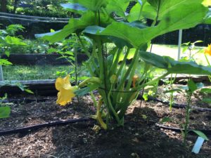 Squash in a tomato cage!