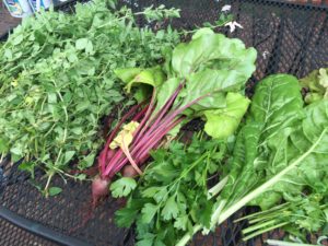 Today's Harvest