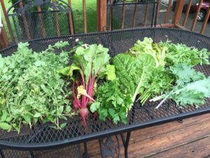 Today's Harvest