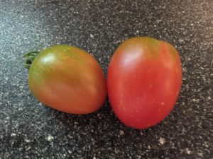First tomatoes!