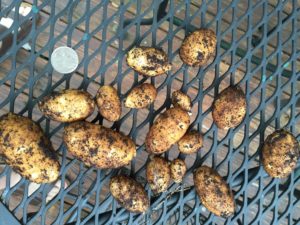 Our entire harvest